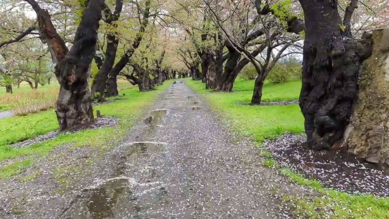 Sakura Tunnel After Peak Bloom in Kitakami, Iwate