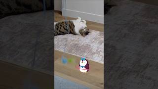 Maybe Shell Let Me Workout Now  cutecat cattoys cats 