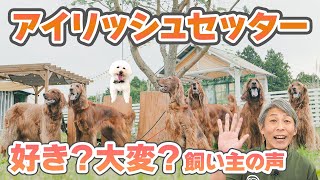 美しすぎる狩猟犬・アイリッシュセッターのすべて！特徴・しつけ・本音トーク【犬のしつけ】