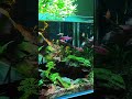 NatureInAquarium