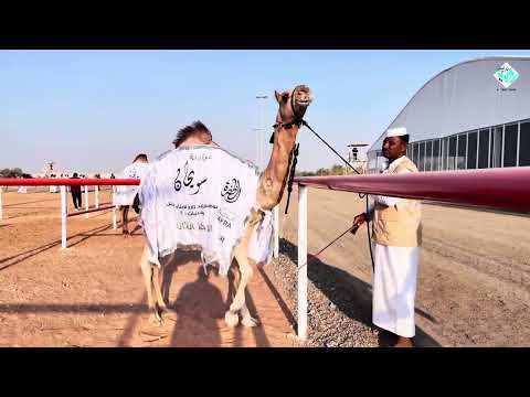 المطايا التي حققت المراكز الأولى في أشواط المفاريد مهرجان الظفرة مزاينة سويحان 28 10 2025