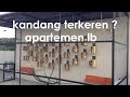 Cara Membuat Kandang Koloni Lovebird Cara Membuat Kandang Koloni Lovebird