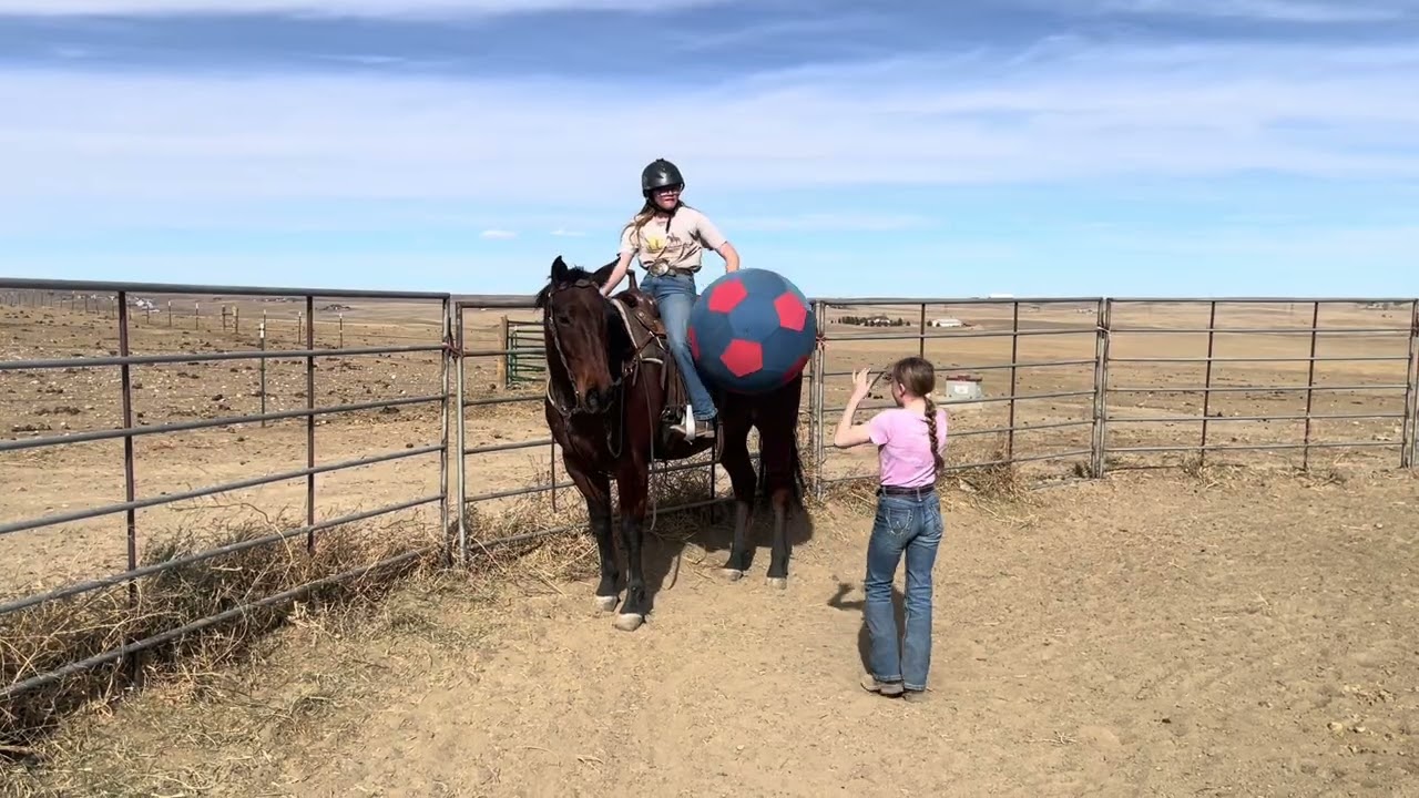 Enchilada- AQHA ALL AROUND GELDING 