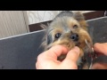 ヨーキーの顔カット(丸く)part.2 Yorkshire terrier face cut (rounder) part.2