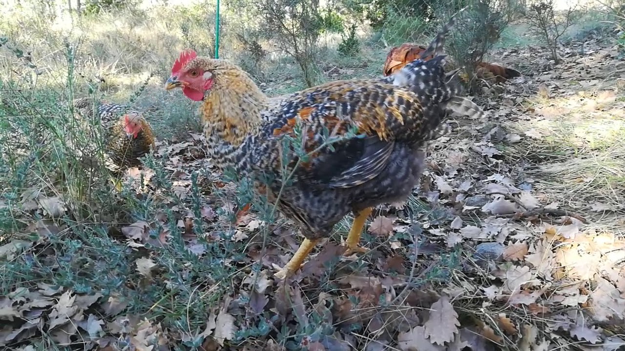 Pollastres ecològics Debosc