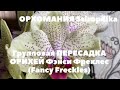 Групповая ПЕРЕСАДКА ОРХИДЕЙ / Фэнси Фреклес (Fancy Freckles)