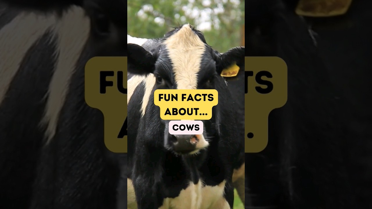 Fun Facts About Cows 