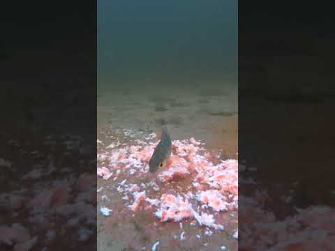 РЕАКЦИЯ РЫБЫ. Окунь ест МАЙОНЕЗ? Подводная съёмка. #Shorts