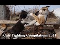 Awesome! Cat Fighting Compilations 2021, Rattana and Sumvang