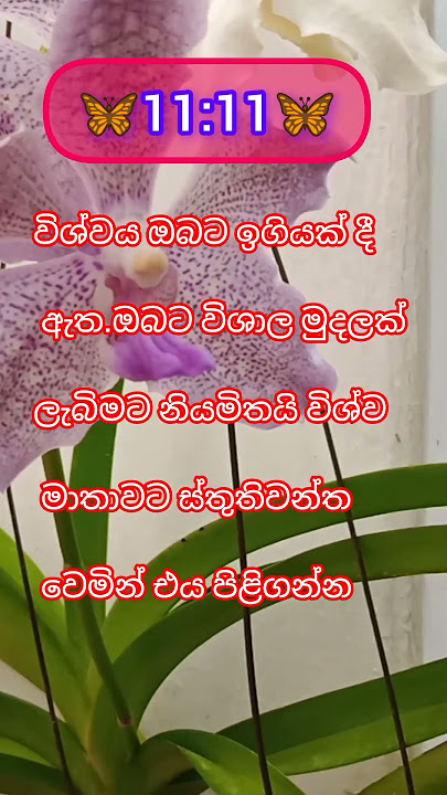 🦋ආදරණීය විශ්වයට ස්තුතියි 🙏🙏🙏🌍🌎🌏💵💰💰🧿💸☯️🦋