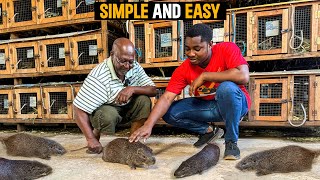 How To Start a Successful Grasscutter Farm as a BEGINNER in Ghana With LESS CAPITAL  DETAILED STEPS