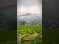 HAMPARAN SAWAH DI PERKAMPUNGAN #nature #sawah #alampedesaan #katabijak #katakatamotivasi #shorts
