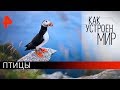 Птицы. "Как устроен мир" с Тимофеем Баженовым (24.10.19).