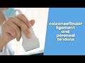 Calcaneofibular Ligament And Peroneal Tendons 2 Min Series MSKUS 