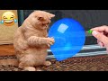 Funniest animals 2023  funniest cats and dogs  part 09  happy cats vn