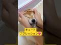 週7で起こる現象🤭💕#柴犬 #豆柴 #shibainu #犬 #犬のいる暮らし #shorts