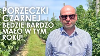 Porzeczki czarnej będzie bardzo mało w tym roku!