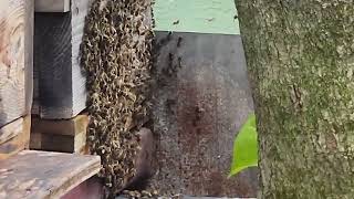 Por fin llego el enjambre de abejas 🐝. 
