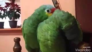 Tips Como enseñarle hablar atu loro