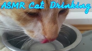*Tiny Tingles* | ASMR Cat: Drinking, Lapping and Licking Water [no talking]