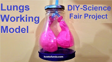 How to make lungs working MODEL with balloons | DIY respiratory system | science | howtofunda