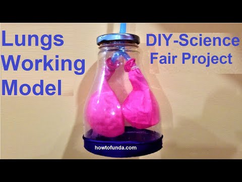 How to make lungs working MODEL with balloons | DIY respiratory system | science | howtofunda