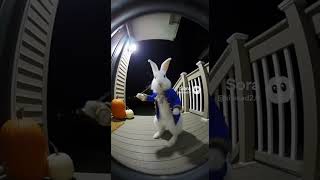 Easter Bunny caught on tape #viral #funny #sora #soraai