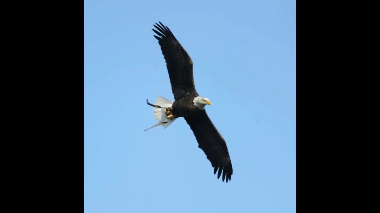 Bald eagle attacks $950 drone, sends it to bottom of Lake Michigan I GIS NEWS