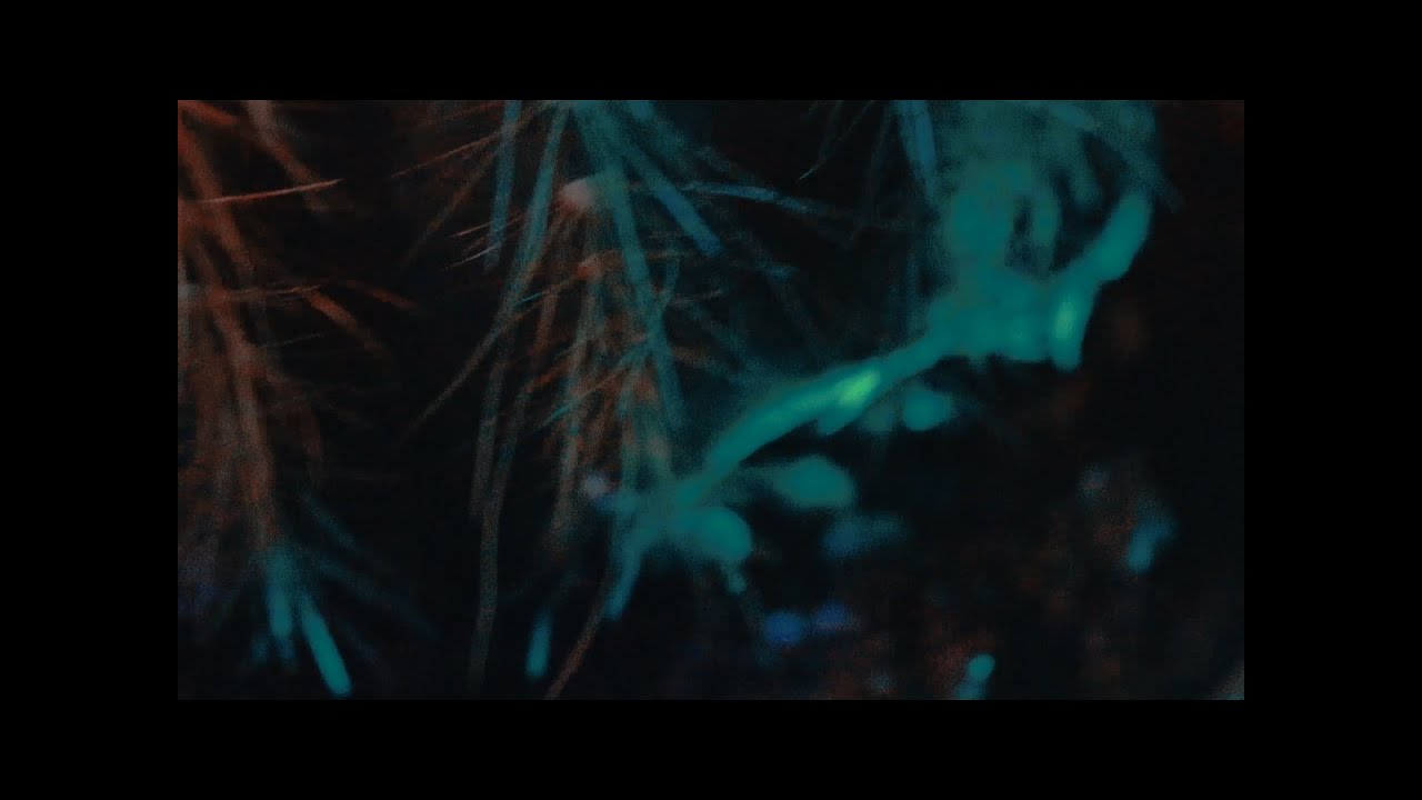 Watch Malaimé Soleil - Cactus on YouTube Watch Malaimé Soleil - Cactus on YouTube