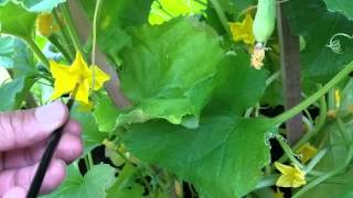 How to Grow and Pollinate Greenhouse Cucumbers