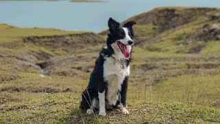 a day trip with my border collie