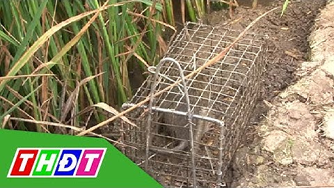 THDT - Bẫy chuột an toàn