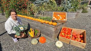 The Long-awaited Fall Pumpkin Harvest! | Pumpkins, Tomatoes & Baskets of Goodness!