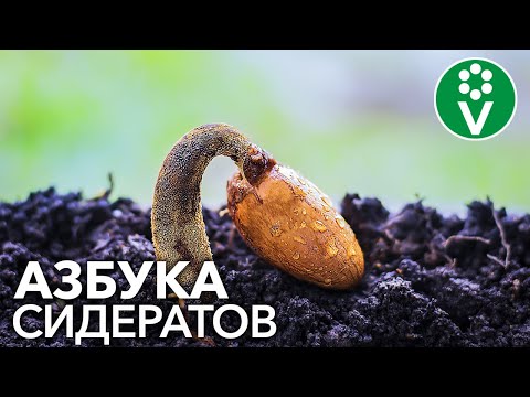 Video: Rastline - Siderati
