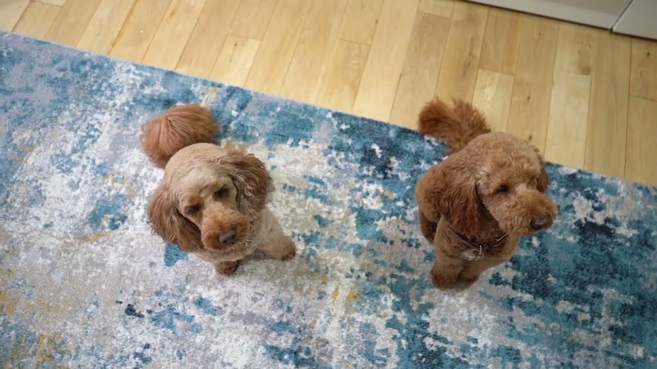 Washable Rugs | The Rugs Outlet | UK