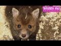 Cute baby fox calling for mum