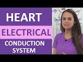 Electrical Conduction System of the Heart Quiz