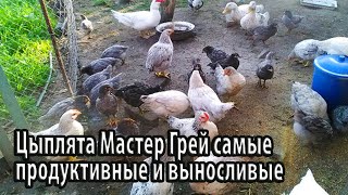 Цыплята Мастер Грей самые продуктивные и выносливые