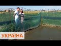 Деликатес в Украине. На Львовщине открыли лягушачью ферму