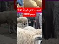 شناق باغي في 2 حوالا 8000 درهم