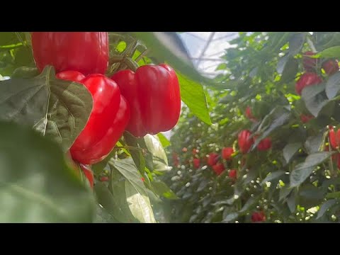 Video: ¿Cuál es mi zona de cultivo en el Reino Unido?