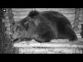 Опять спать пора...Надо выбрать самую лучшую позу для сна🐻💤/Bear Mansur