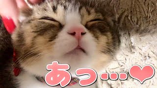 フェイスマッサージが大好きな子猫【スコティッシュフォールド】【Scottish Fold】