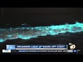 Bioluminescence explained: How organisms light up waves off San Diego coast