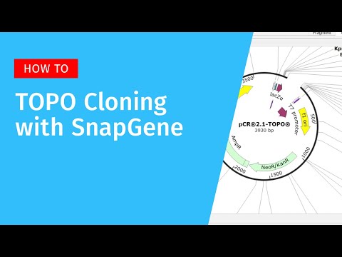 TOPO Cloning with SnapGene