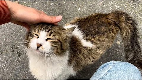 Video 4312351: tabby cat persian, stray cat, cat lovers feed, cat meowing, cat pets, cat food, adorable cats, kitty