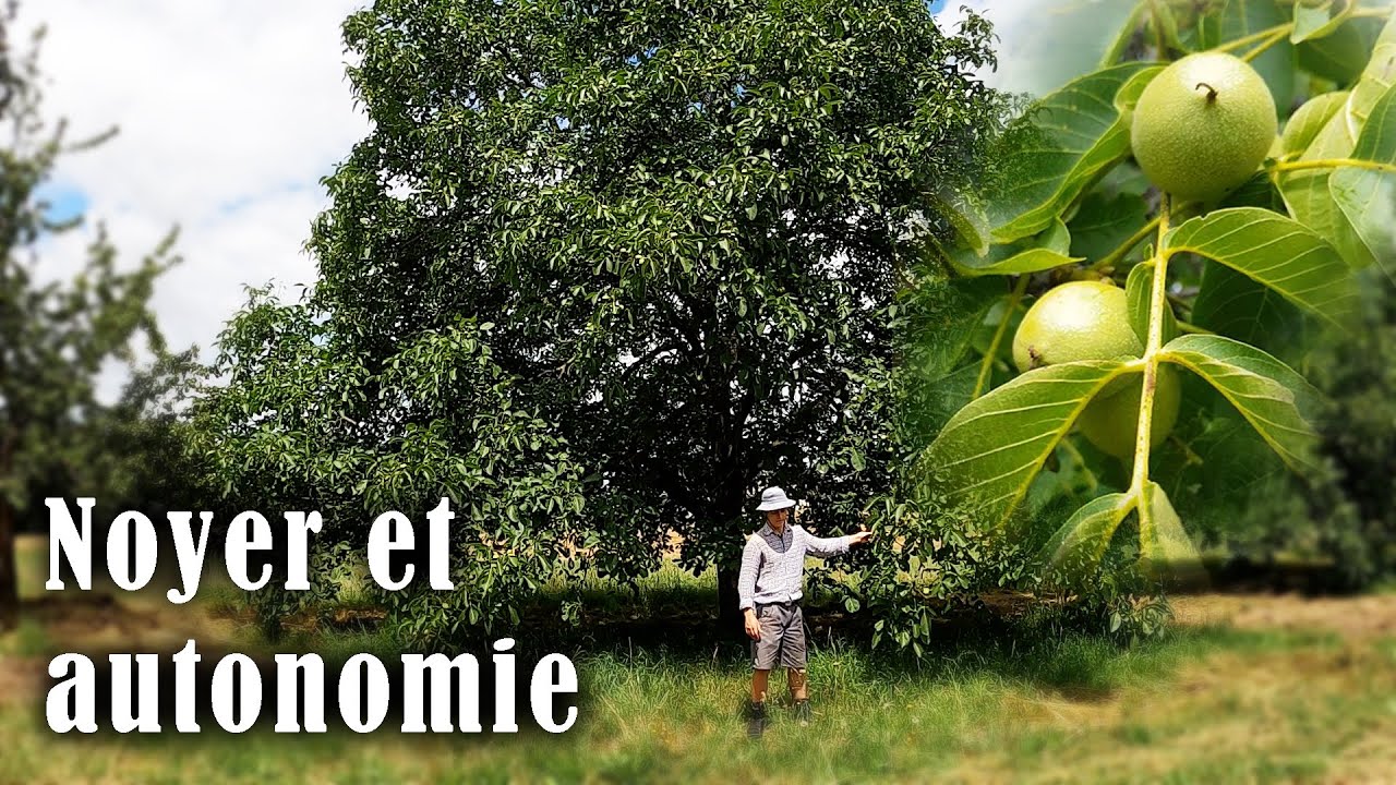 Quelle est la productivité d'un noyer ? #jardinforet #agroforesterie