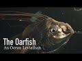 Oarfish: Mysteries of the Deep