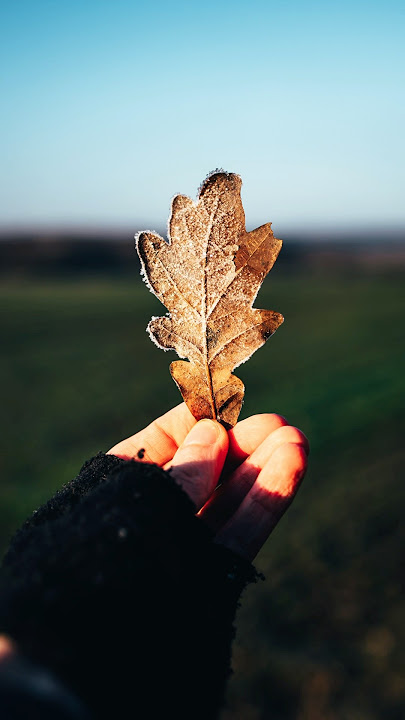 Frosty Nature Photography | Canon R5   RF 35mm f1.8 Macro