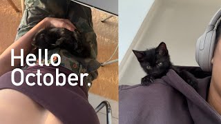 hello october - midweek vlog, adopt new kitten, events &amp; more